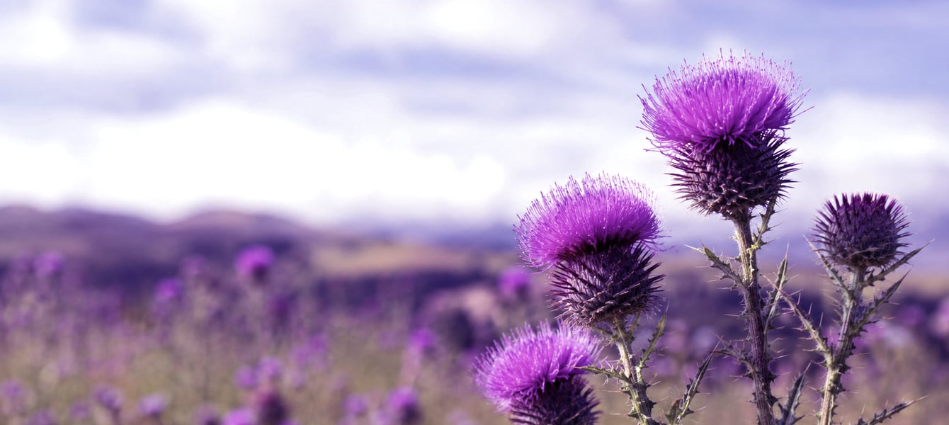 Scottish thistles in bloom